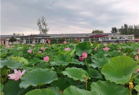 白洋淀王家寨西淀风荷民俗-白洋淀农家院住宿